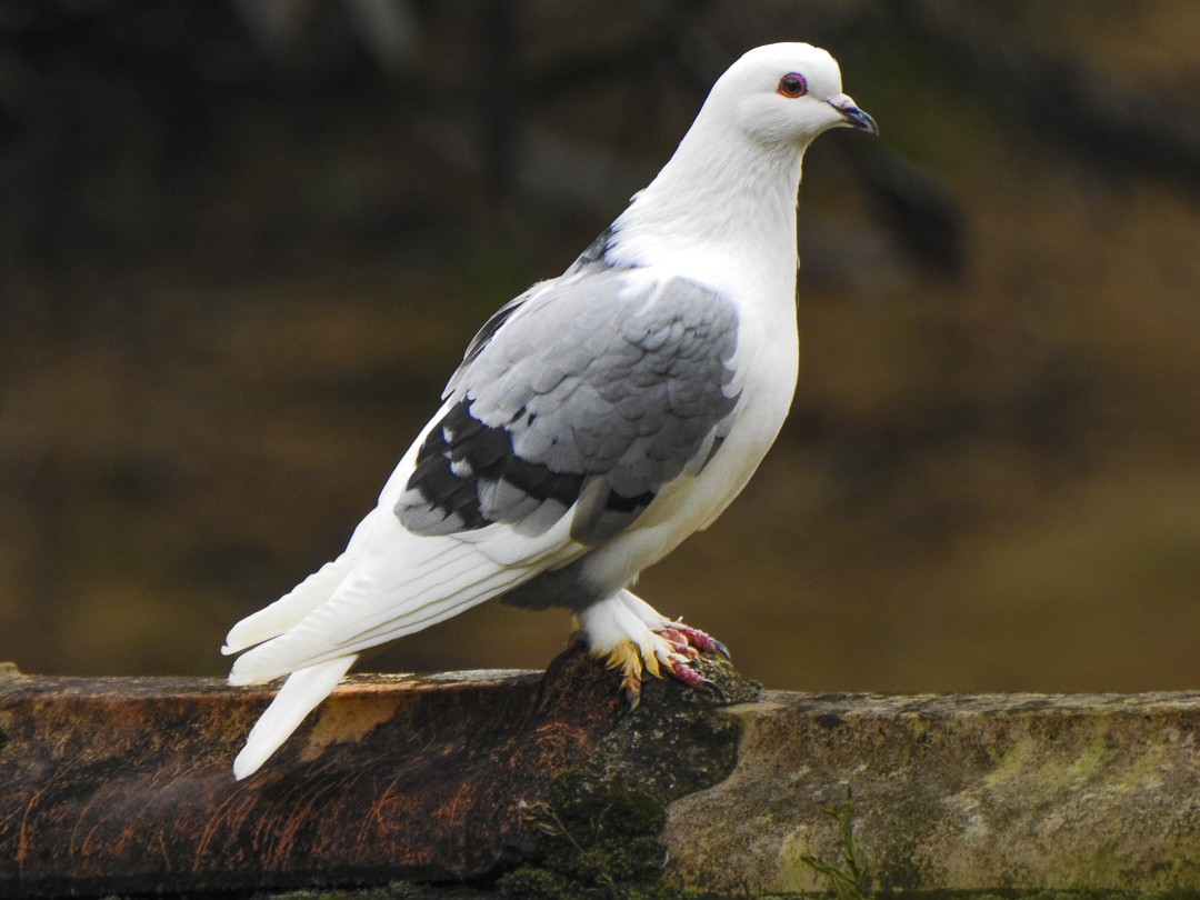 Rock Pigeon (Feral Pigeon) - Alido junior