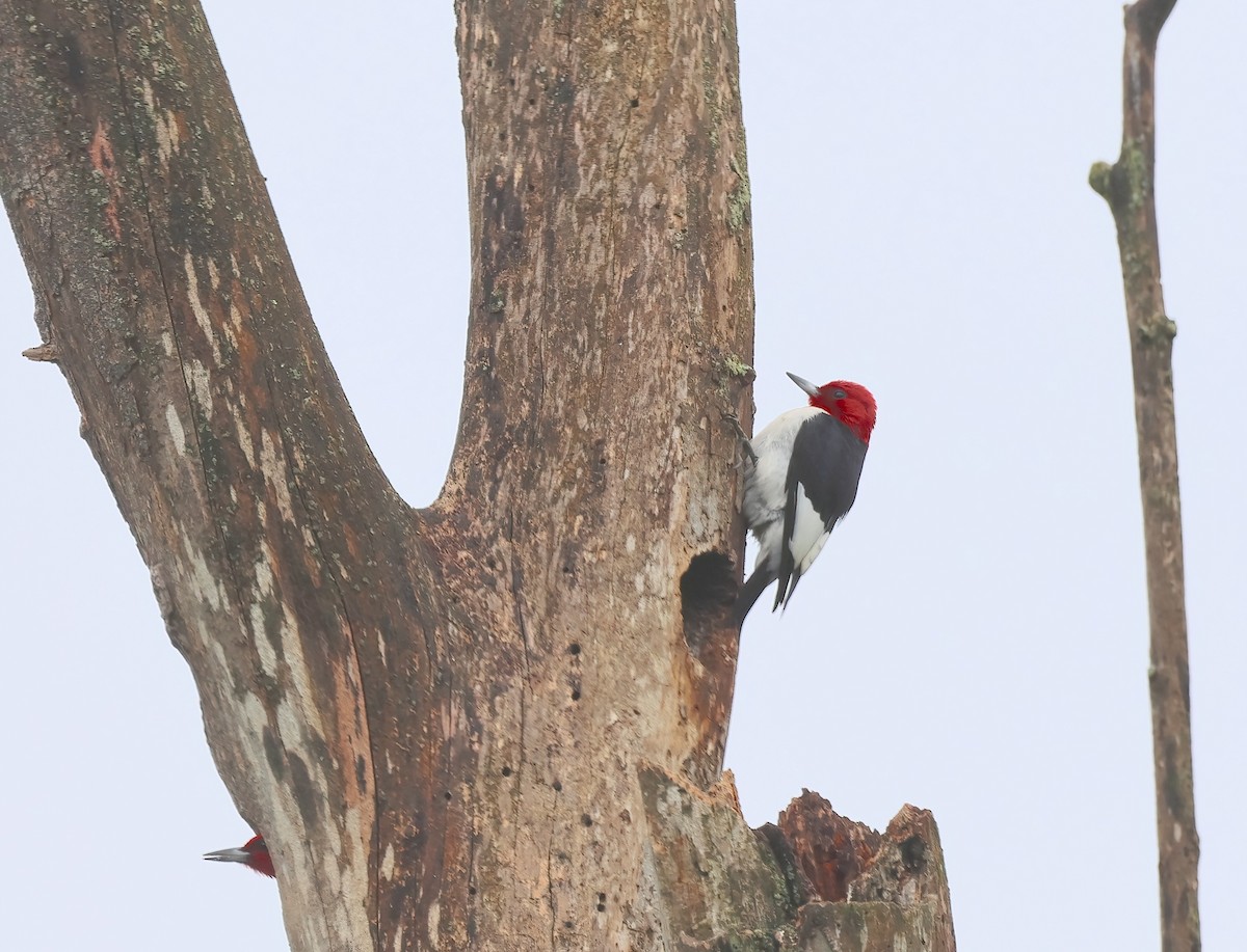 Red-headed Woodpecker - Anir Bhat