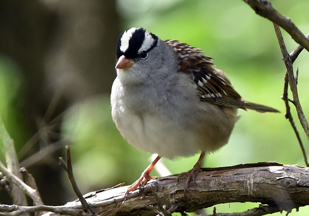 White-crowned Sparrow - ML618784116