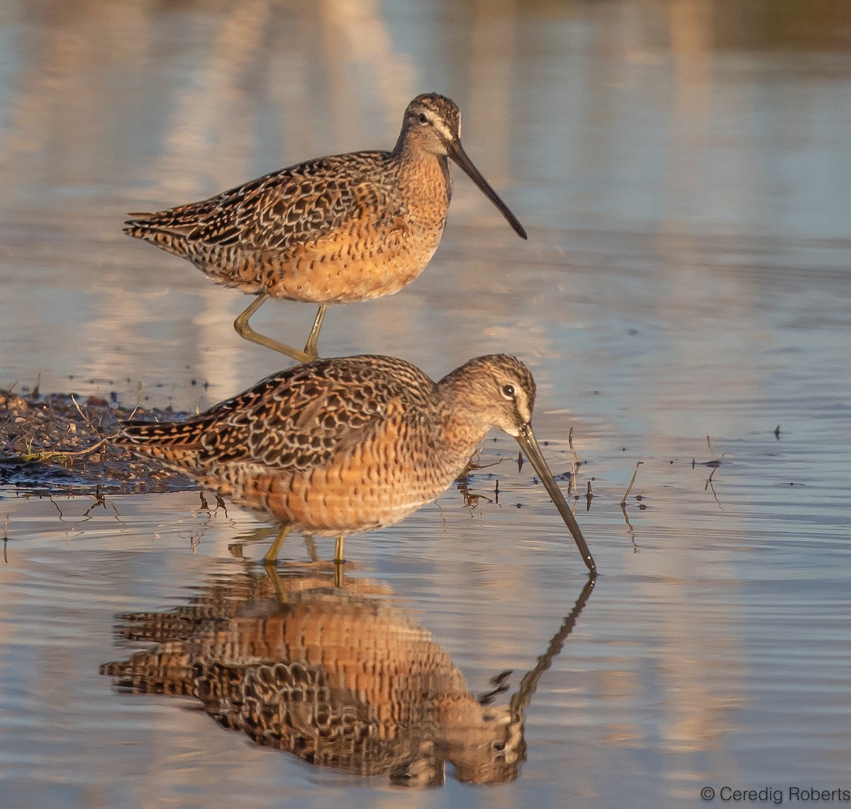 Long-billed Dowitcher - ML618784118