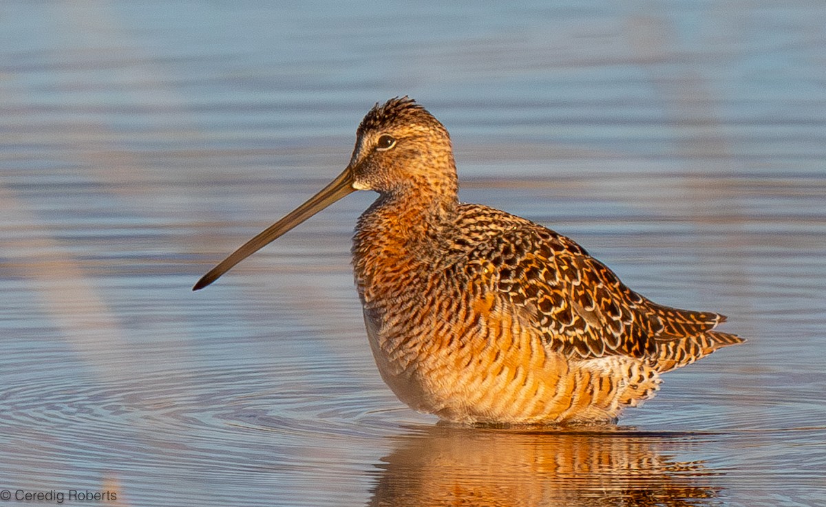 Long-billed Dowitcher - ML618784119