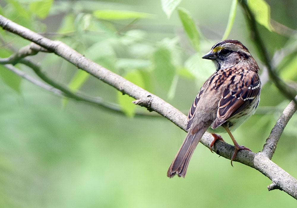 White-throated Sparrow - Ian Shalapata
