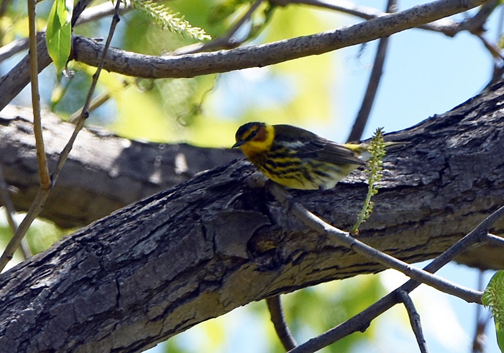 Cape May Warbler - ML618784165
