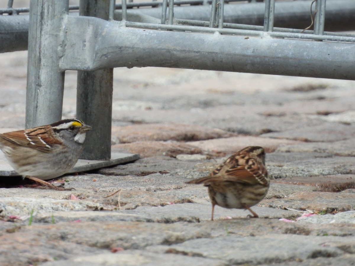 White-throated Sparrow - ML618784219