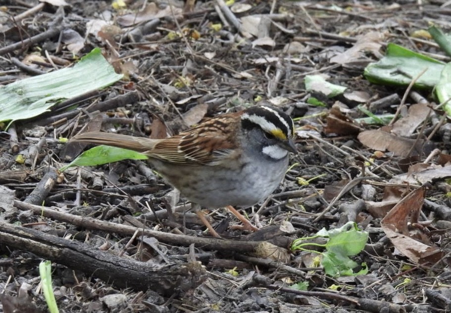 White-throated Sparrow - ML618784220