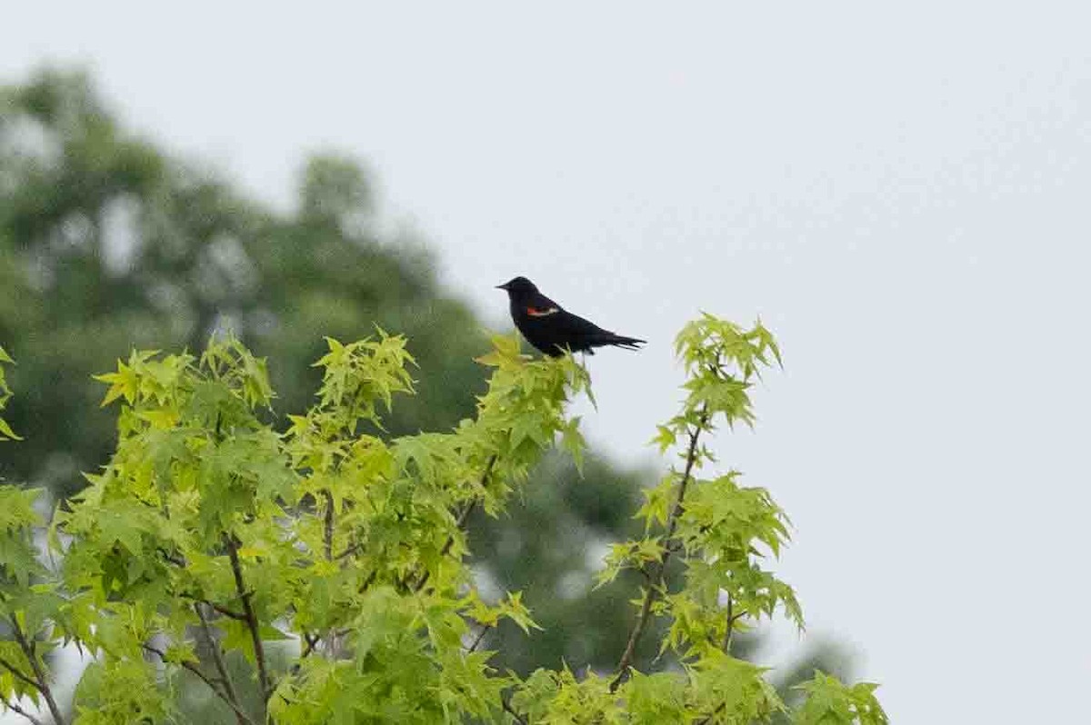 Red-winged Blackbird (Red-winged) - ML618784257