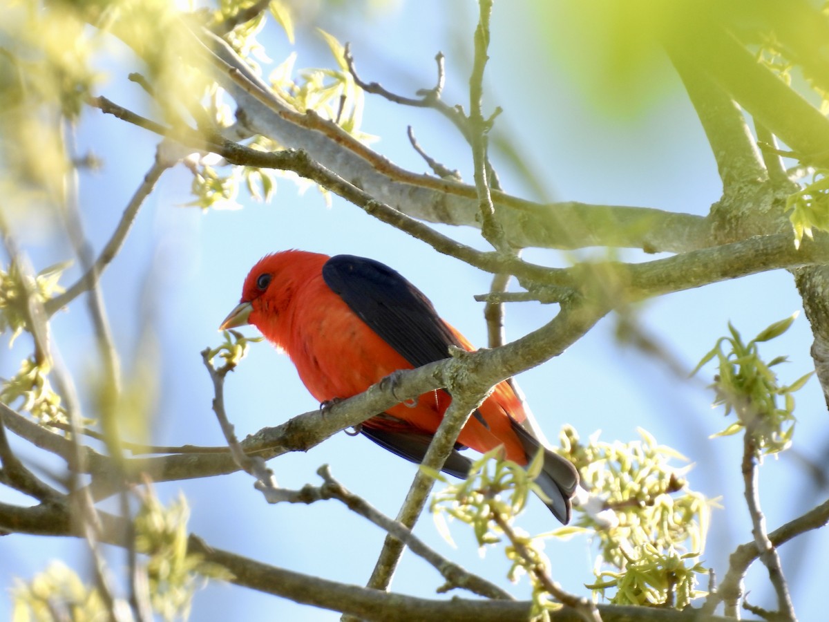 Scarlet Tanager - ML618784277