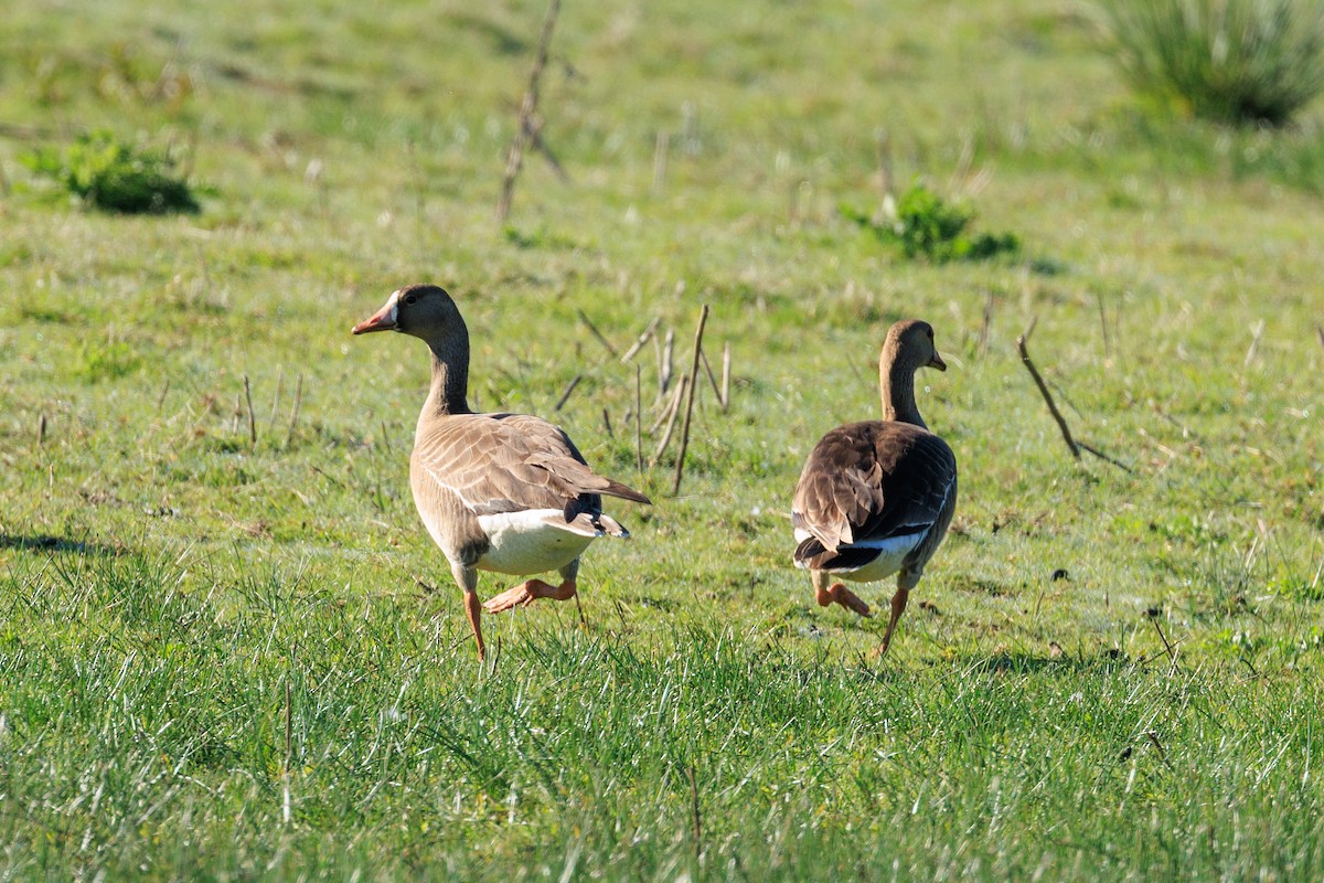Greater White-fronted Goose - ML618784294
