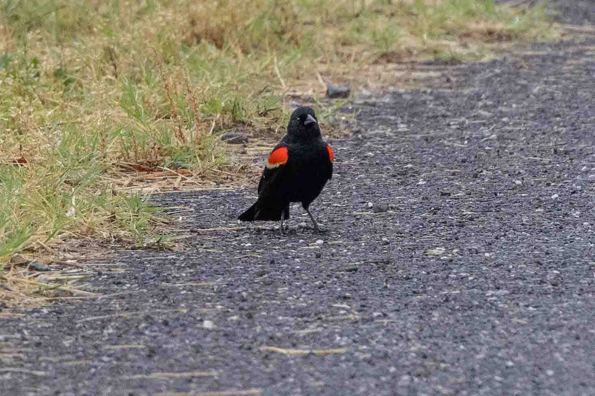Red-winged Blackbird (Red-winged) - Ann Van Sant