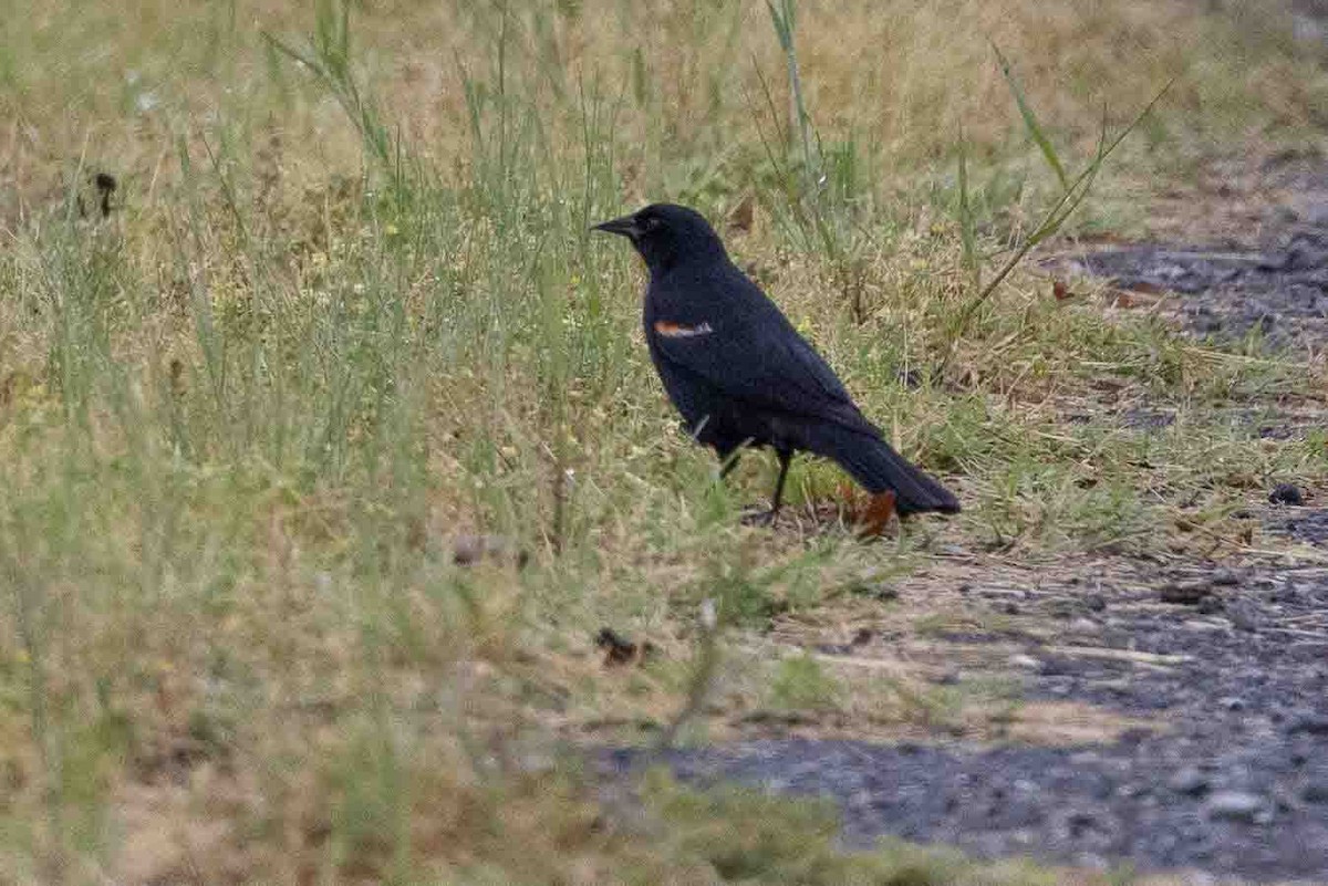 Red-winged Blackbird (Red-winged) - ML618784298