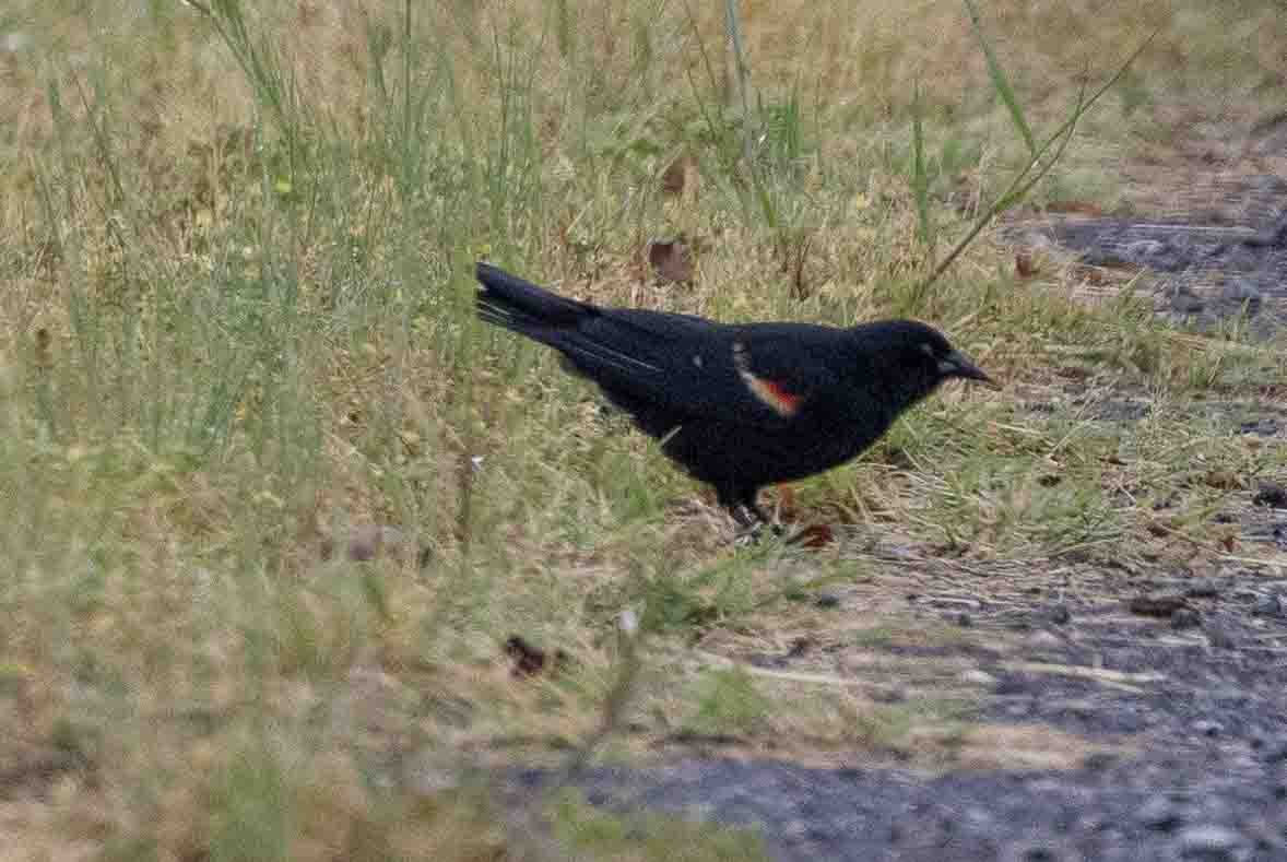 Red-winged Blackbird (Red-winged) - ML618784299