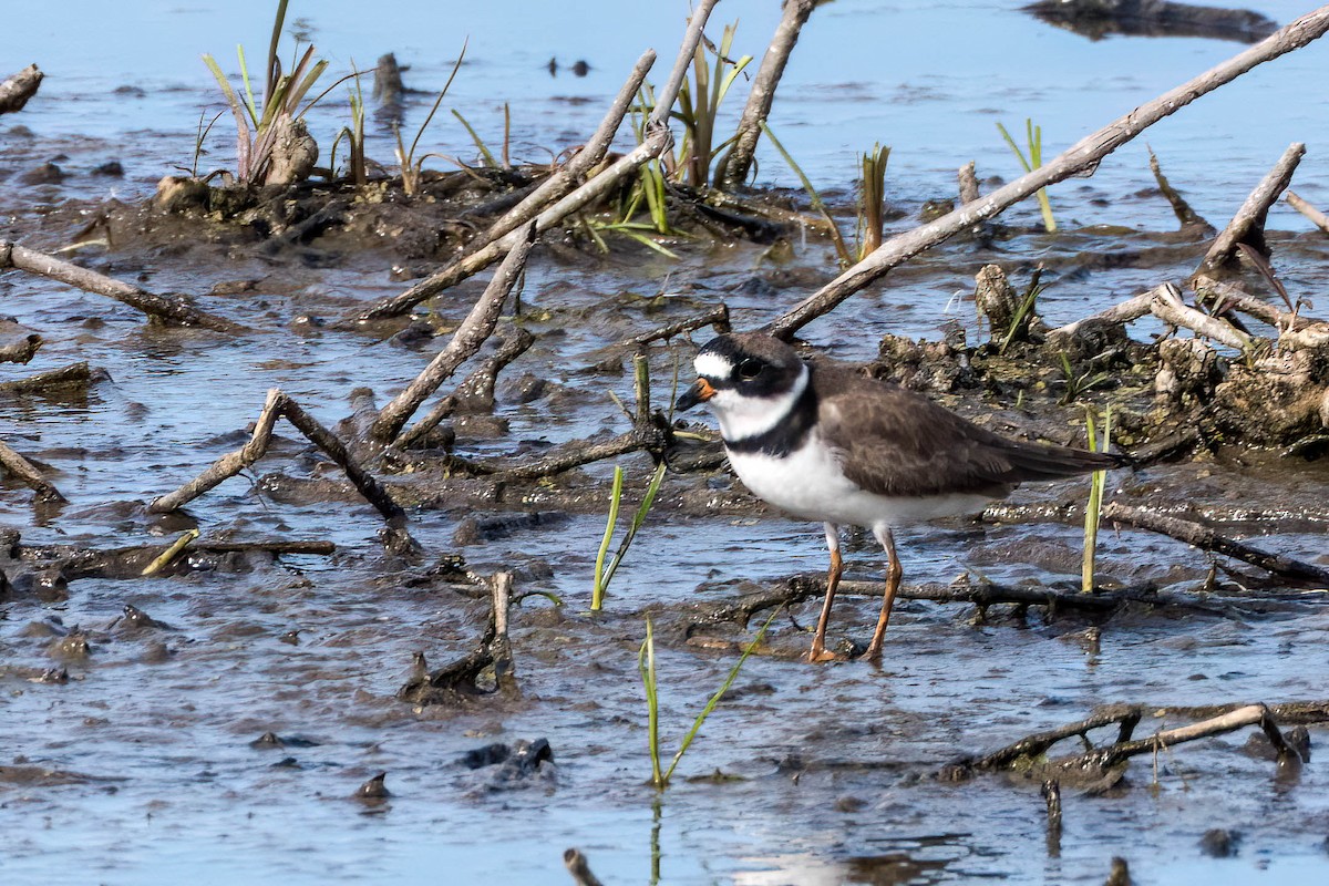 Semipalmated Plover - ML618784311