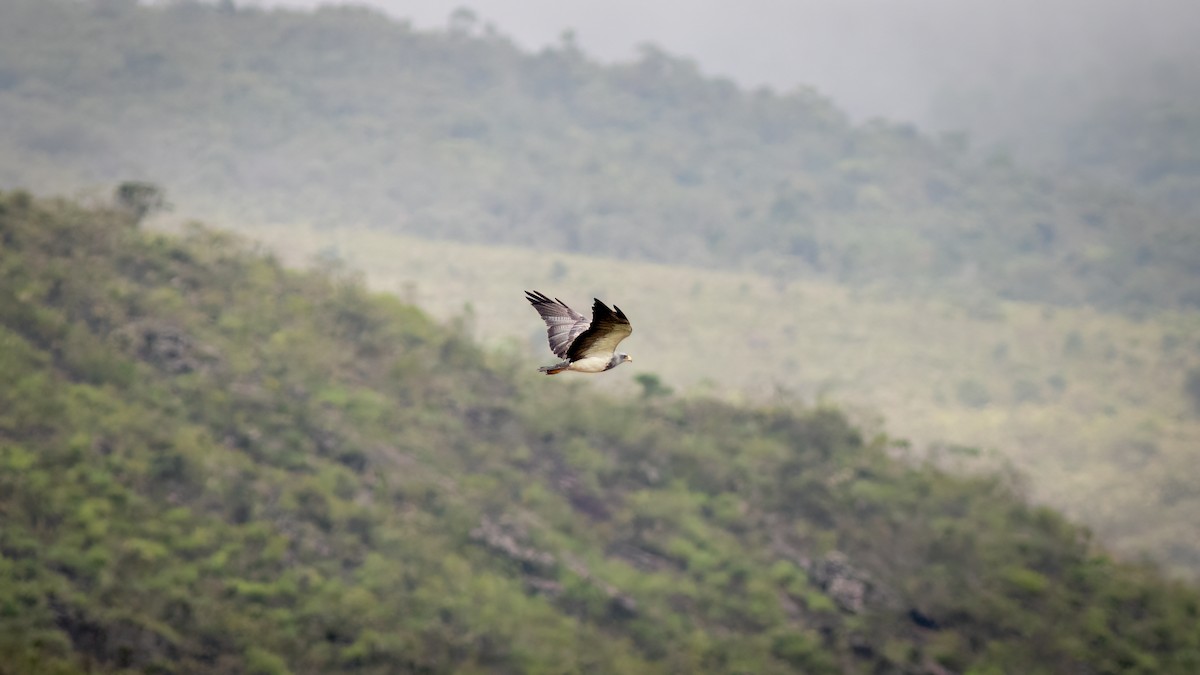 Black-chested Buzzard-Eagle - Diego Murta