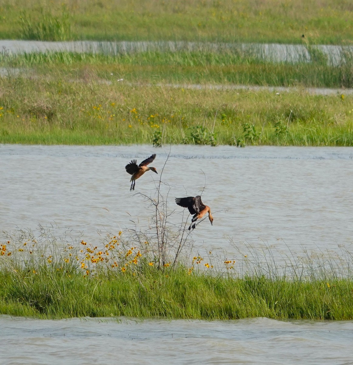 eBird Checklist 10 May 2024 John Paul Landing ParkEnvironmental