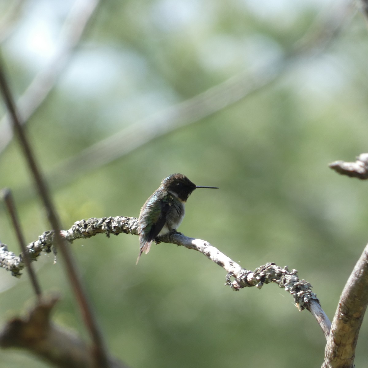 Ruby-throated Hummingbird - Derek Dunnett