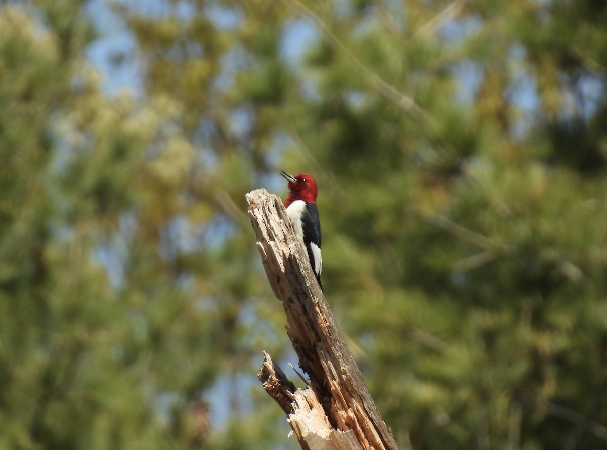 Red-headed Woodpecker - ML618784360