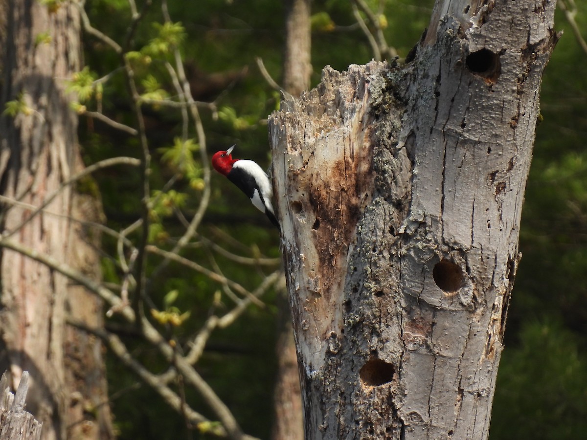 Red-headed Woodpecker - ML618784364