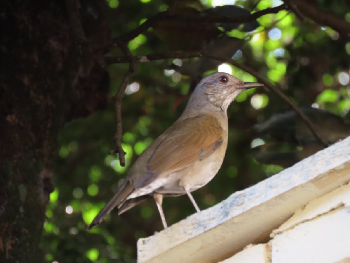 Pale-breasted Thrush - ML618784378