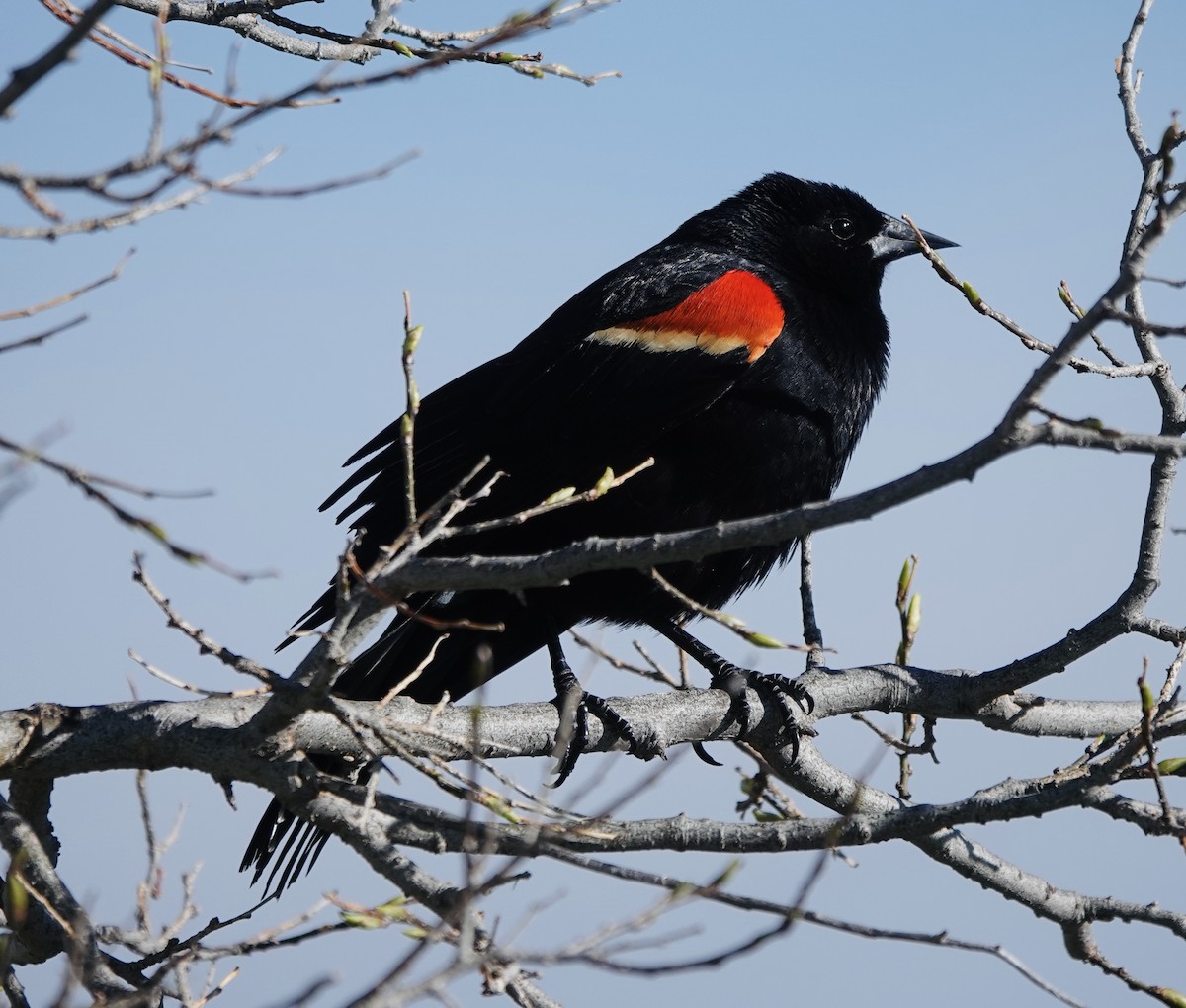 Red-winged Blackbird - ML618784379
