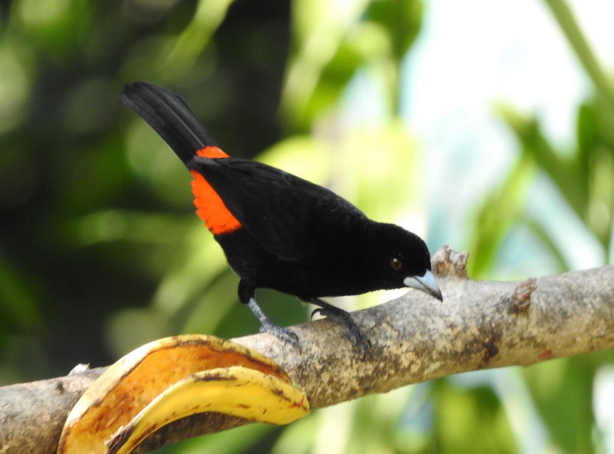 Flame-rumped Tanager - Julio P