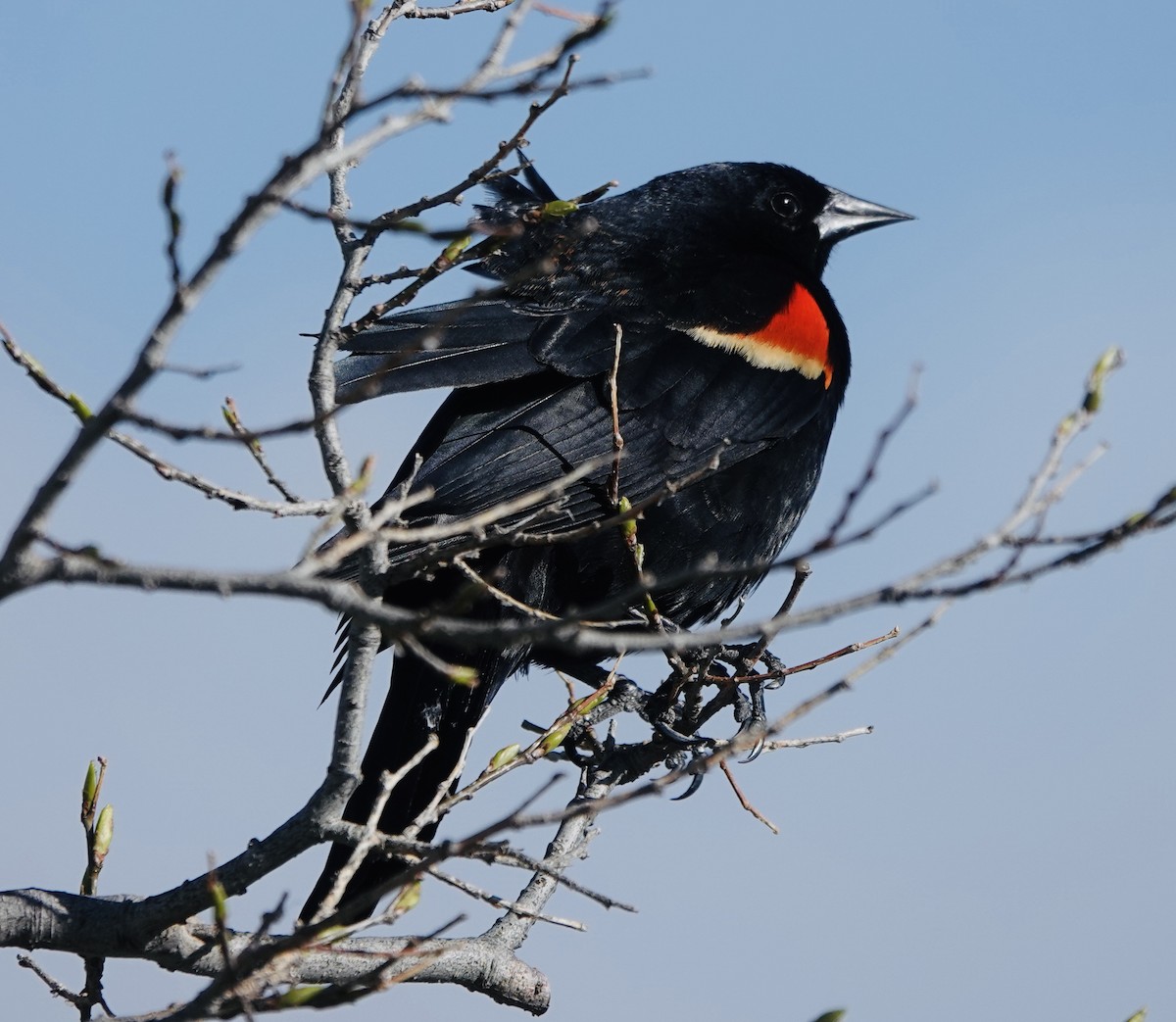Red-winged Blackbird - ML618784389