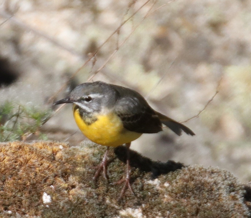 Gray Wagtail - Edmund Bell