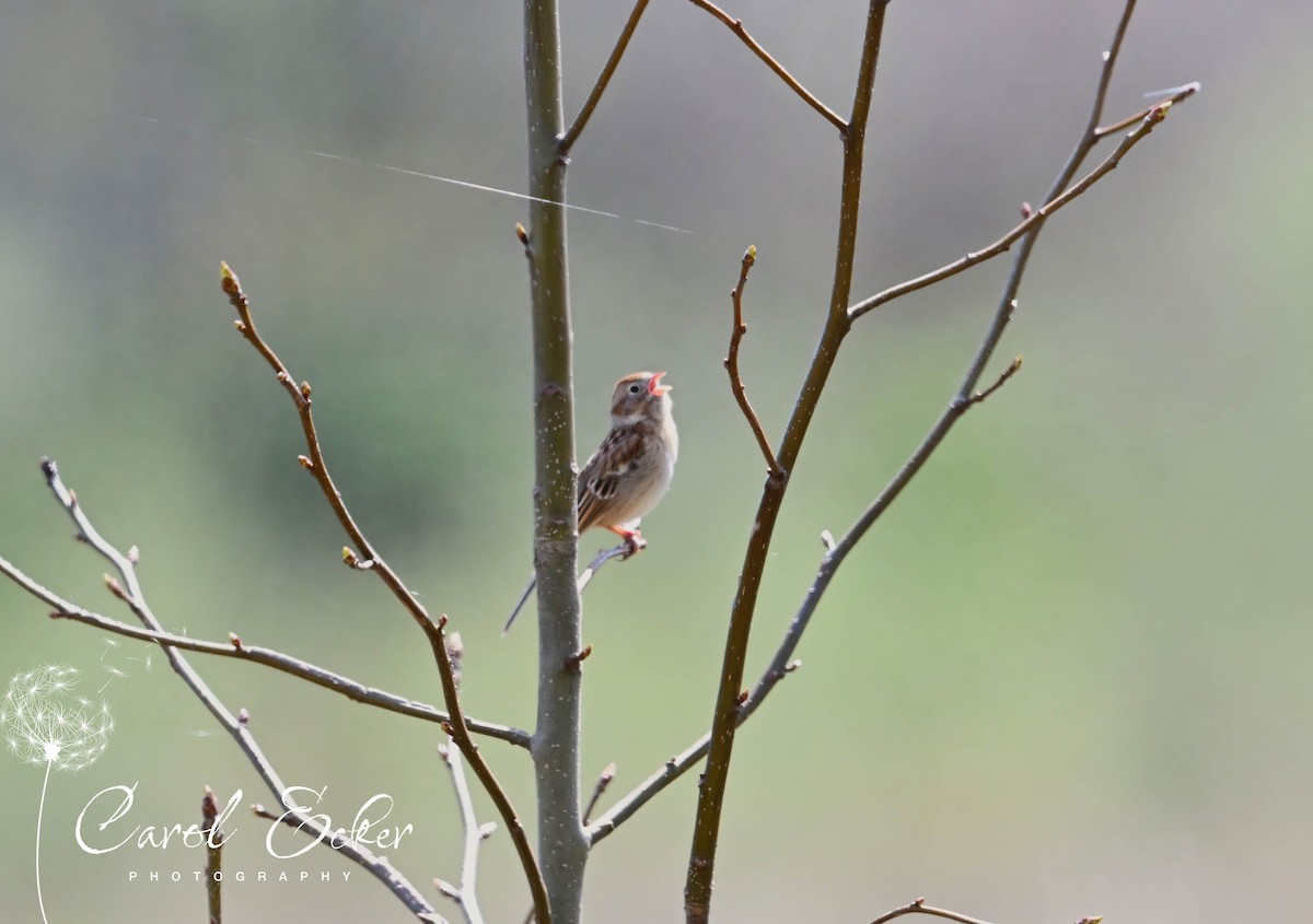 Field Sparrow - ML618784427