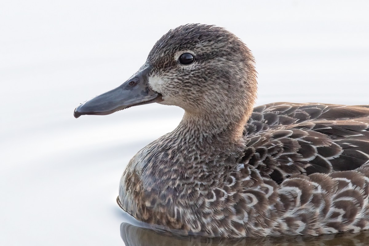 Blue-winged Teal - ML618784434