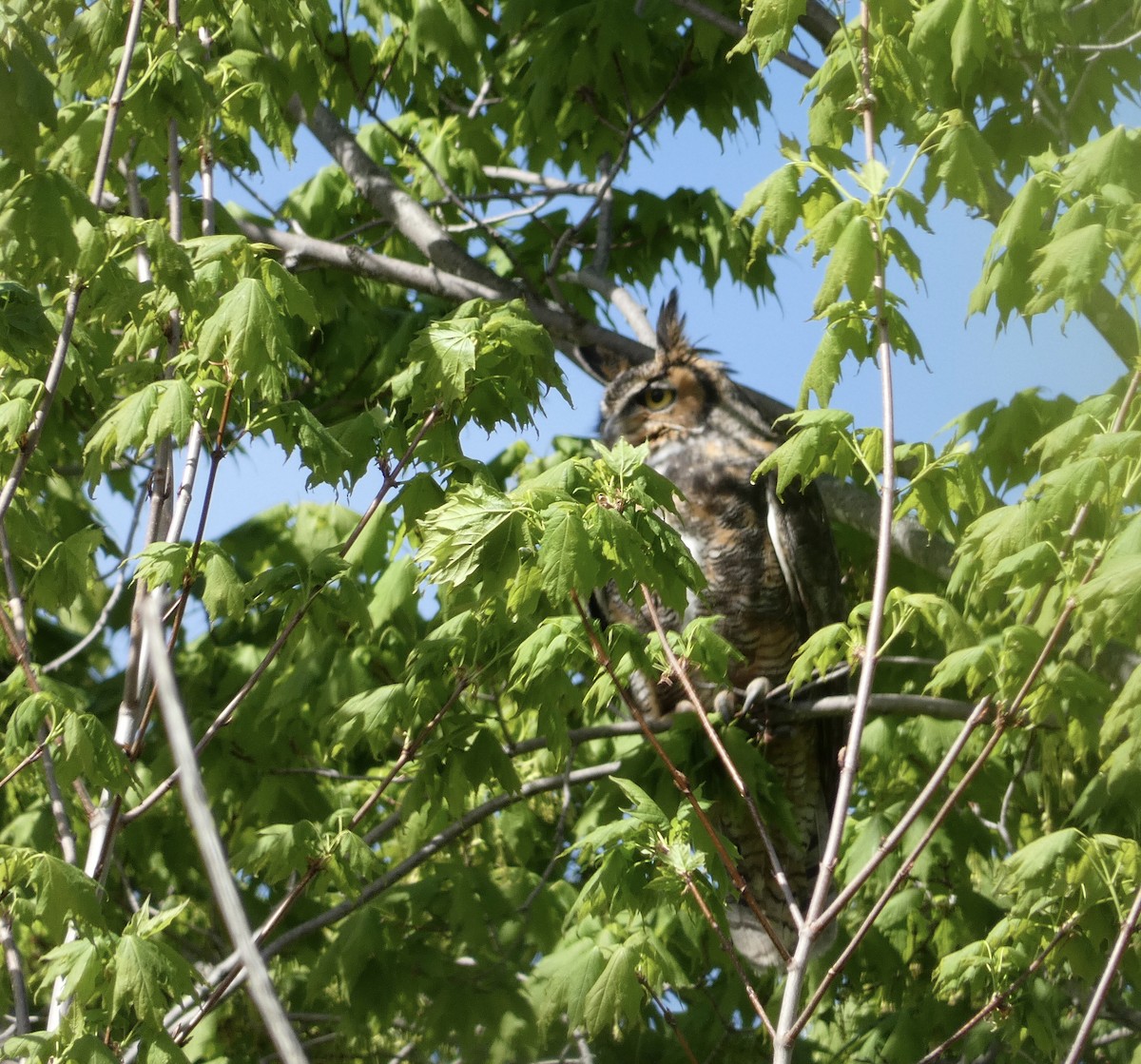 Great Horned Owl - ML618784458