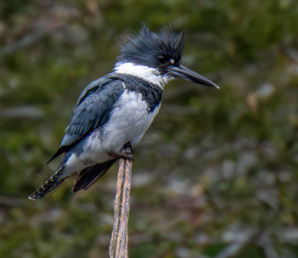 Belted Kingfisher - Kathryn Carson