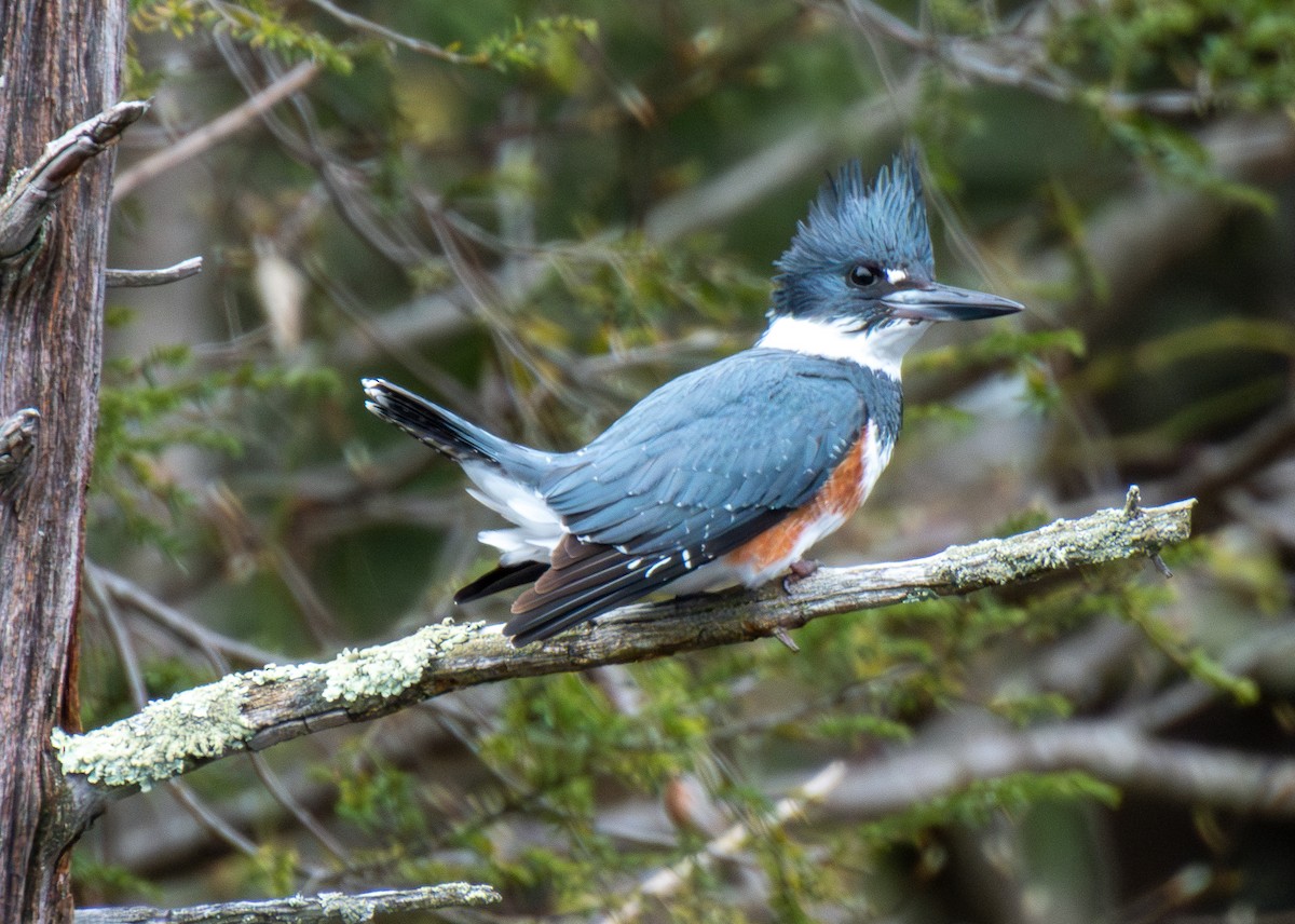 Belted Kingfisher - Kathryn Carson