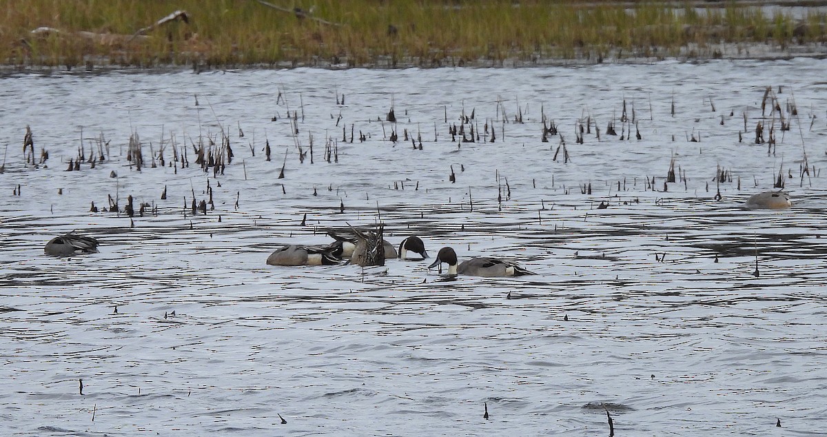 Northern Pintail - Ted Floyd