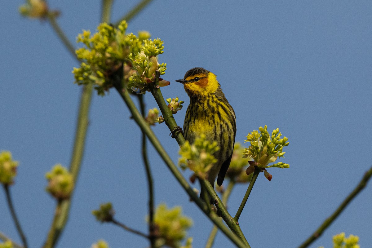 Cape May Warbler - ML618784514
