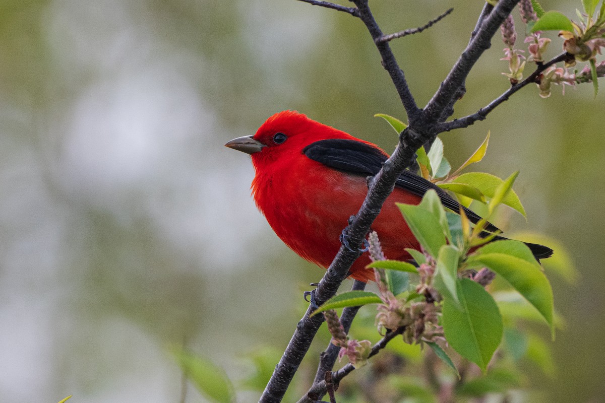 Scarlet Tanager - ML618784522
