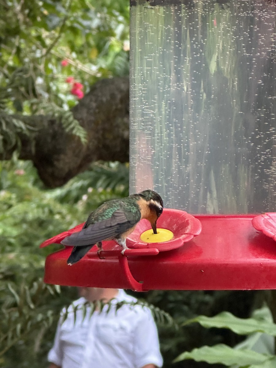 kolibřík fialovohrdlý - ML618784535