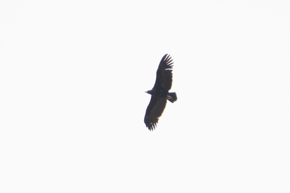 Cinereous Vulture - ML618784536