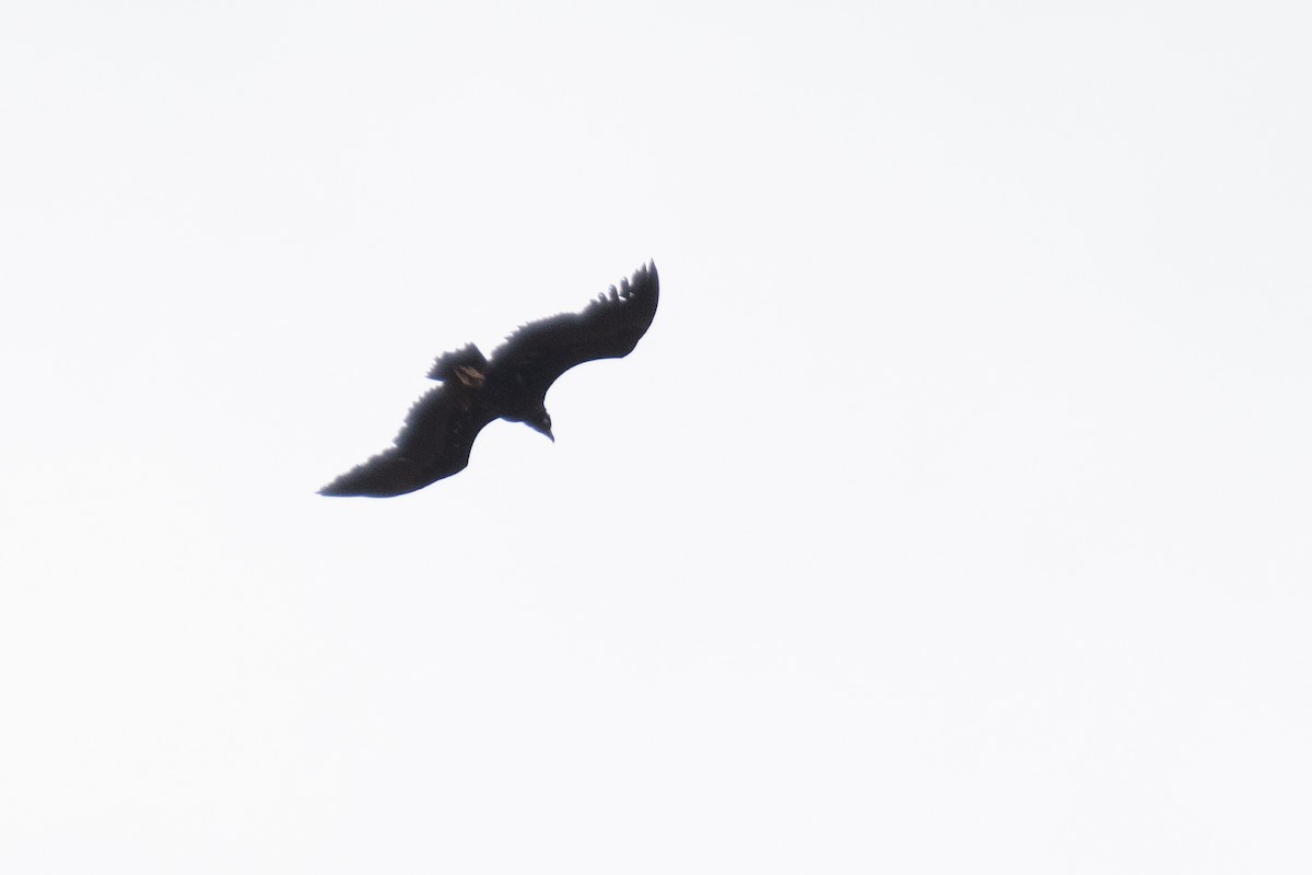 Cinereous Vulture - ML618784537