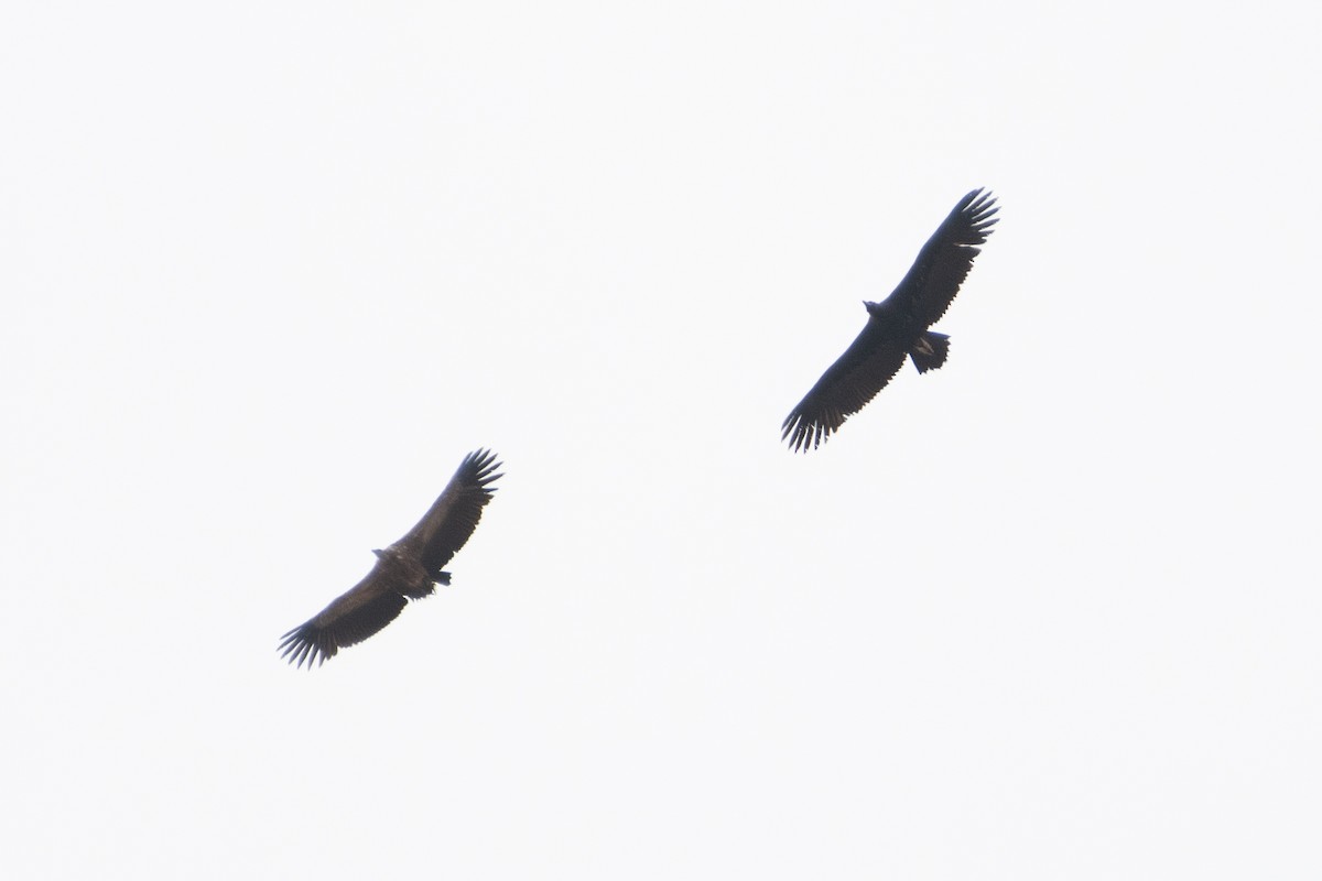 Cinereous Vulture - Ana Amaral