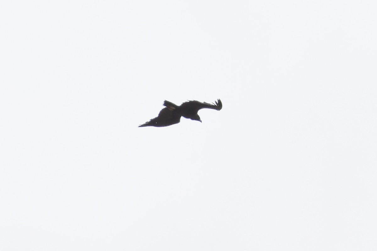 Cinereous Vulture - ML618784539