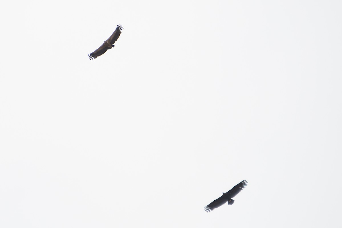 Cinereous Vulture - ML618784541