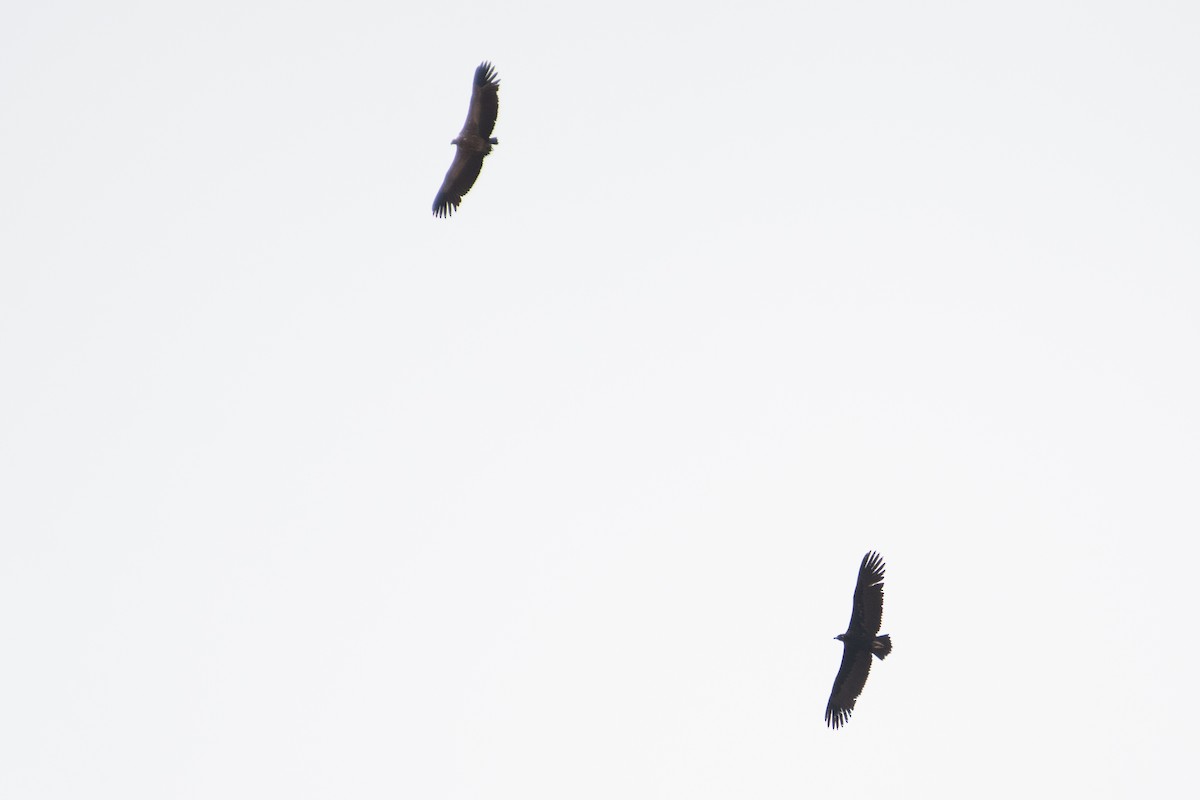 Cinereous Vulture - ML618784542