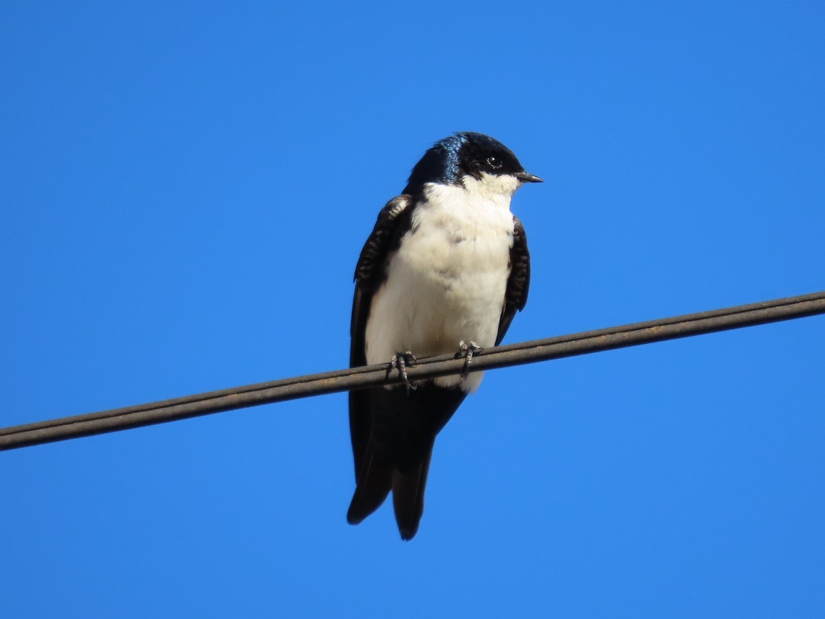 Blue-and-white Swallow - ML618784556