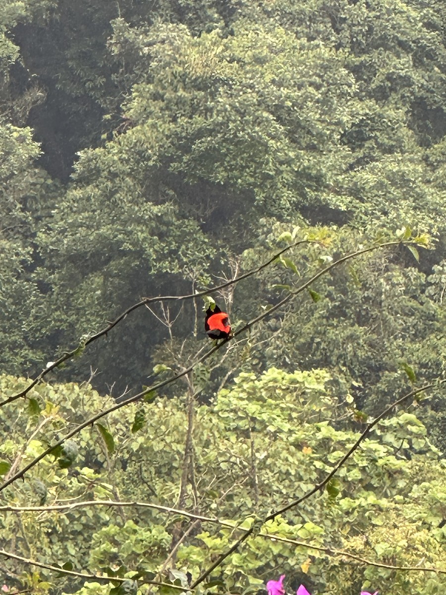 Scarlet-rumped Tanager - ML618784603