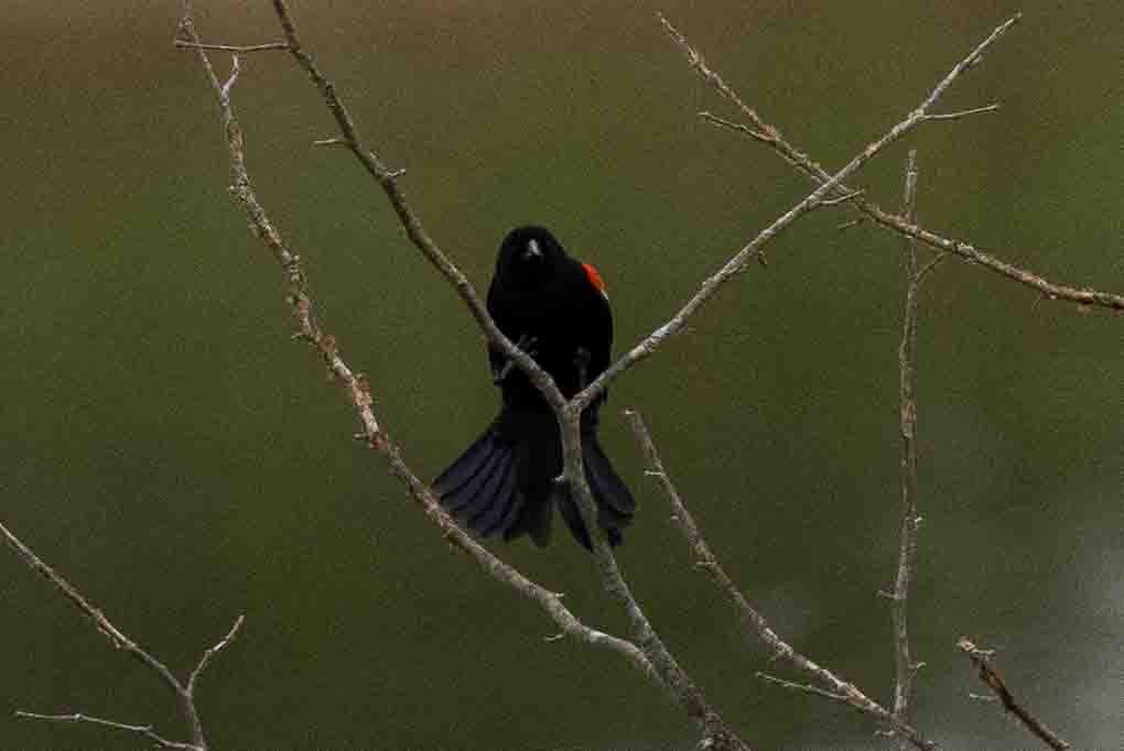Red-winged Blackbird (Red-winged) - ML618784629