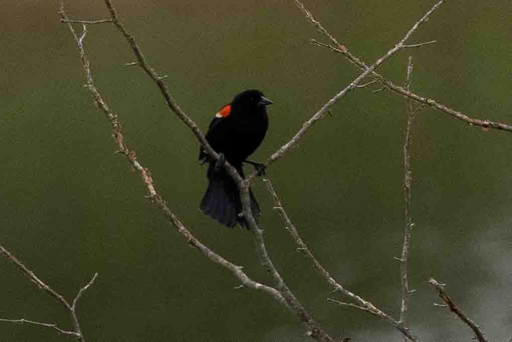 Red-winged Blackbird (Red-winged) - ML618784630