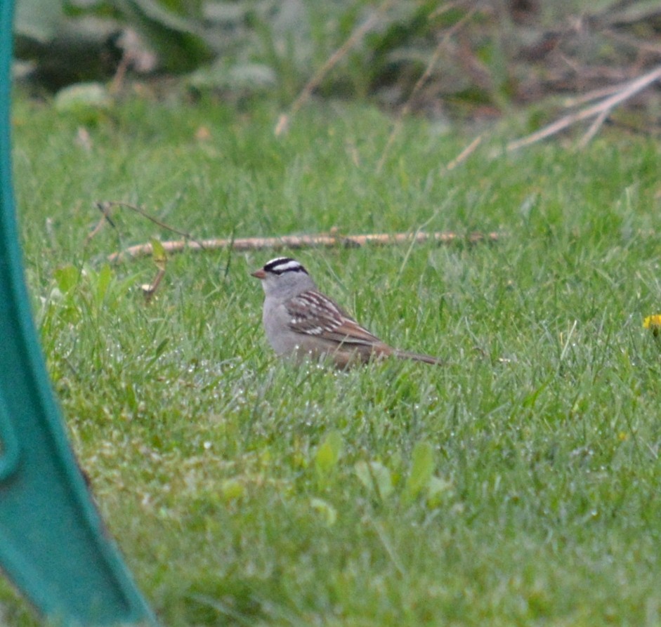 White-crowned Sparrow - ML618784643