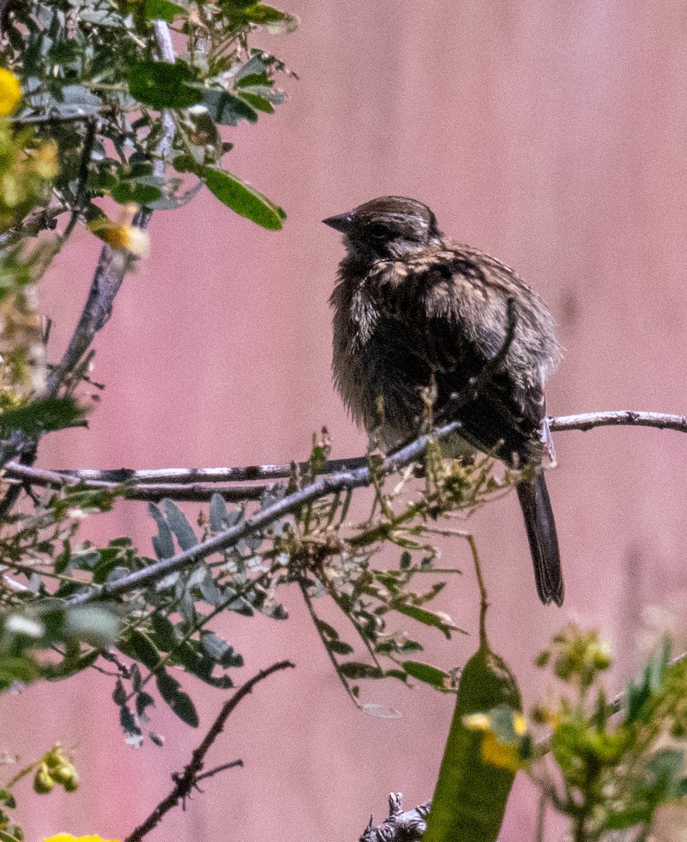 Rufous-collared Sparrow - ML618784652