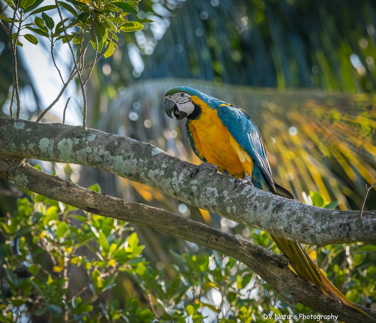 Blue-and-yellow Macaw - ML618784653
