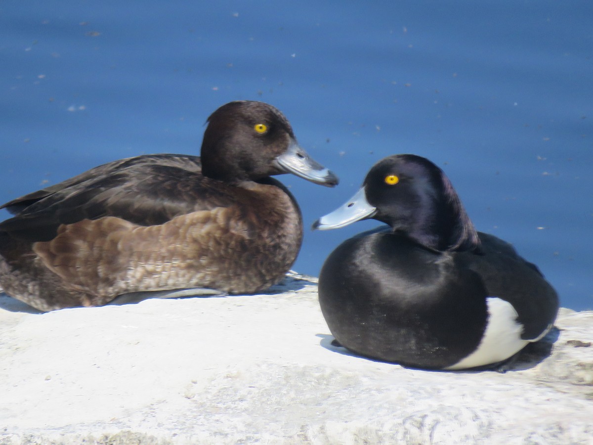 Tufted Duck - ML618784695