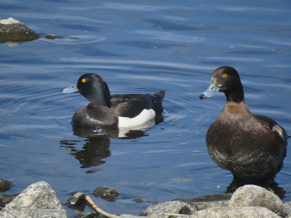 Tufted Duck - ML618784696